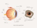 dog eye anatomy science education poster