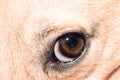 Dog eye close-up - pet eye isolated Royalty Free Stock Photo