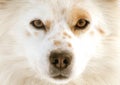 Dog eyes Royalty Free Stock Photo