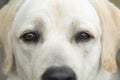 Dog eyes close up portrait of labrador.  Reflection of human silhouette in eyes Royalty Free Stock Photo