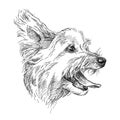 Vector hand drawn sketch of cute Yorkshire terrier or Yorkie head profile in black isolated on white background.