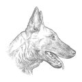 Hand drawn sketch of German Shepherd head profile in black isolated on white background. Royalty Free Stock Photo