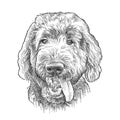 Hand drawn sketch of Labradoodle head in black isolated on white background.