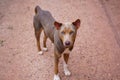 Dog face,Brown dog, Photography Portrait Thai Dog it is on street