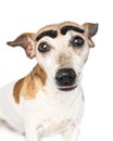 dog face close up portrait with big funny black eyebrows