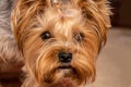 Dog face close-up of a yorkshire terrier Royalty Free Stock Photo