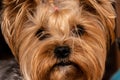 Dog face close-up of a yorkshire terrier Royalty Free Stock Photo