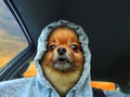 Dog face hoodie car driver baring teeth Royalty Free Stock Photo