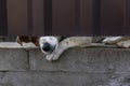 Dog face with nose and paw looks out in hole under red fence, Royalty Free Stock Photo