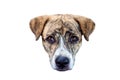 The Dog face sad  isolated on white background /selective focus eye. Royalty Free Stock Photo