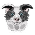 Dog face vector illustration breed border collie