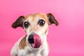 Dog face waiting for delicious lunch food. Bright pink background Royalty Free Stock Photo