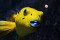 Dog faced pufferfish Royalty Free Stock Photo
