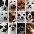 Collage of different dog faces Royalty Free Stock Photo