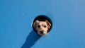 The dog faces through the hole in the blue wall. Royalty Free Stock Photo