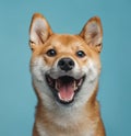 Dog facing backward with blurred face Royalty Free Stock Photo