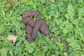 Dog faeces in a park Royalty Free Stock Photo