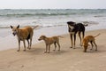 Dog family on the beach, Goa, India Royalty Free Stock Photo