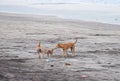 Dog Family expressing Love on a Beach...