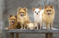 Dog family