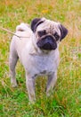 Dog fawn pug breed on green grass in summer