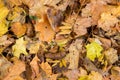 Dog feces of nasty poop on yellow colorful autumn leaves.
