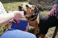 The dog is fed by hand. Big dog eats from the hand of a man