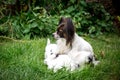 Dog Feed puppies sitting on the grass Royalty Free Stock Photo