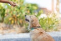 Dog feeding training. Royalty Free Stock Photo