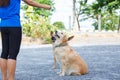 Dog feeding training. Royalty Free Stock Photo