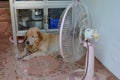 A dog feel sleepy in front of fan at home Royalty Free Stock Photo