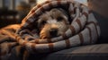 The dog, feeling cold, snuggles under a blanket on the apartment couch Royalty Free Stock Photo