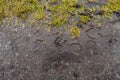 Dog feet imprints on dirty mud surface, Top view