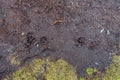 Dog feet imprints on dirty mud surface, Top view