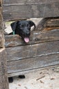 Dog through fence