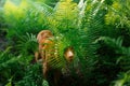 dog in the fern. Nova Scotia Duck Tolling Retriever in the forest. Tropics. Traveling with your pet Royalty Free Stock Photo