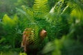 dog in the fern. Nova Scotia Duck Tolling Retriever in the forest. Tropics. Traveling with your pet Royalty Free Stock Photo