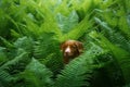 dog in the fern. Nova Scotia Duck Tolling Retriever in the forest. Tropics. Traveling with your pet Royalty Free Stock Photo