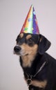 Dog with festival cap and metal chain Royalty Free Stock Photo