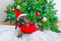Dog in Santa hat dropped Christmas tree, lies on floor with mouth open Pet prank Royalty Free Stock Photo