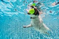 Dog fetch ball in swimming pool. Underwater photo.