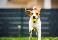 Dog fetch a yellow ball in backyard. Active training with beagle dog Royalty Free Stock Photo