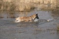 Dog fetching a ball in the water Royalty Free Stock Photo