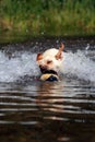 Dog Fetching Dummy Royalty Free Stock Photo