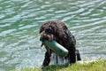 Dog fetching from lake Royalty Free Stock Photo