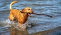 Dog fetching long stick and running through water Royalty Free Stock Photo