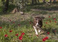 A Dog Fetching A Stick Royalty Free Stock Photo