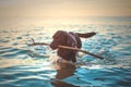 Dog fetching stick from the ocean Royalty Free Stock Photo