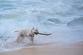 Dog fetching stick from ocean Royalty Free Stock Photo