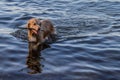 Dog Fetching a stick in the ocean Royalty Free Stock Photo